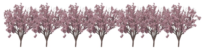 桜の取り込み用の画像